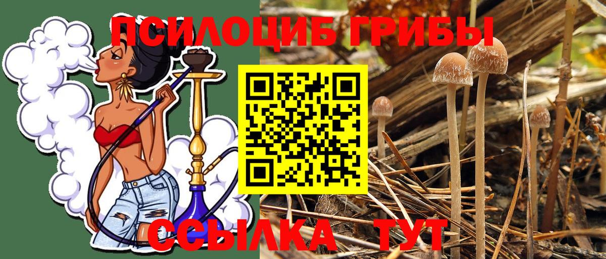 Псилоцибиновые грибы прущие грибы Тосно